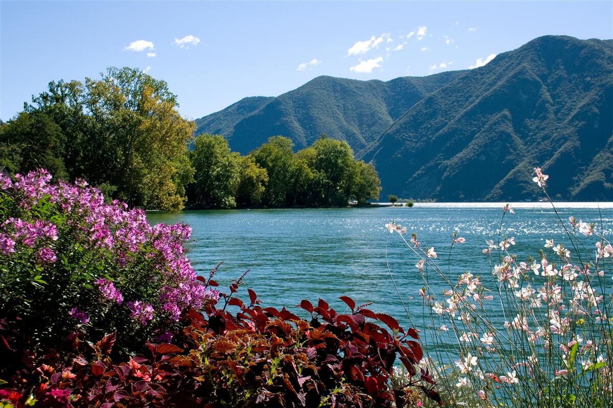 Fototapeten Ein ruhiger See in den Bergen und blühende Sommerpflanzen