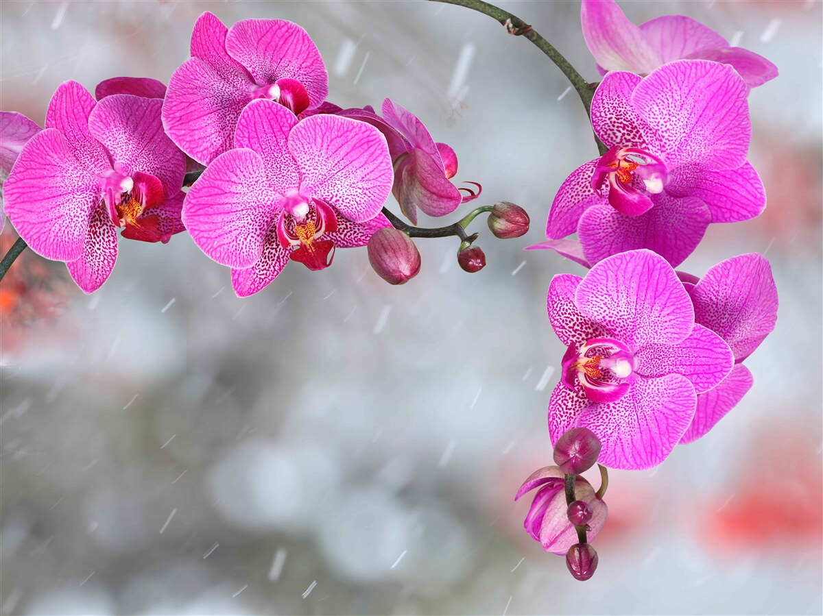 Fototapeten Rosa Orchideen blühen im Regen