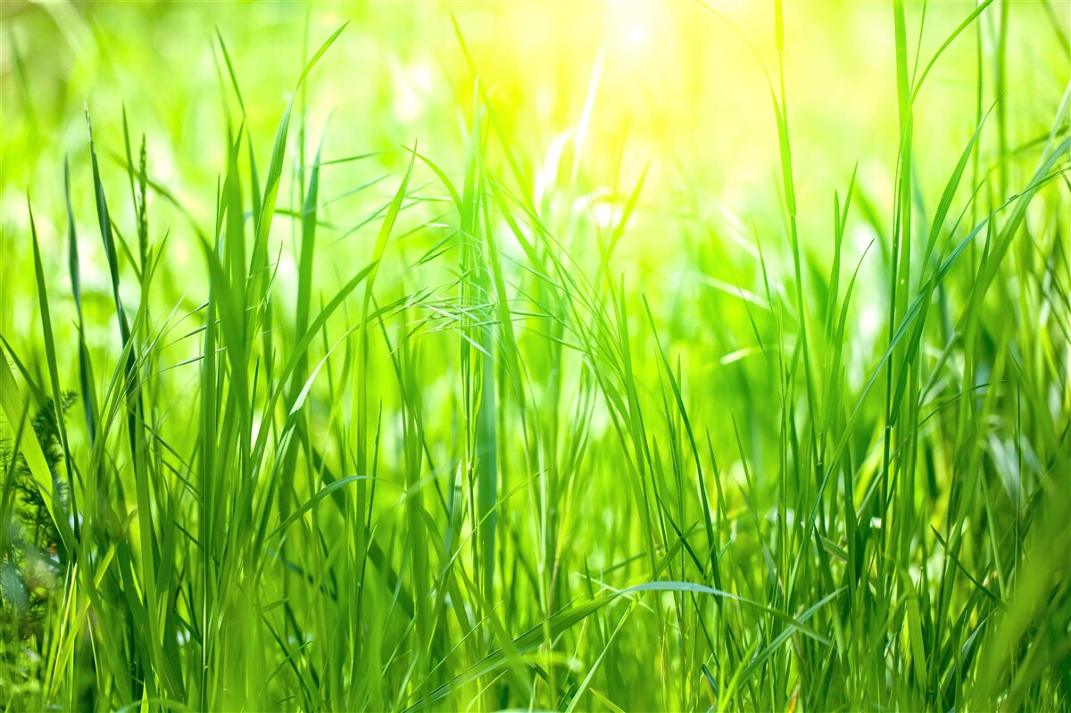 Fototapeten Morgen fällt Dew im Licht des Sonnenlichts