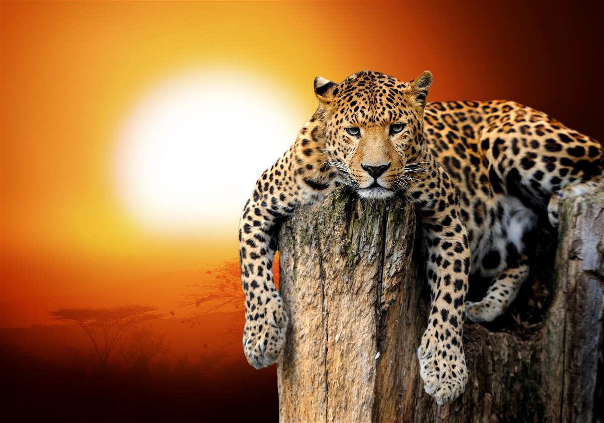 Fototapeten Leopard genießt Sonnenuntergang