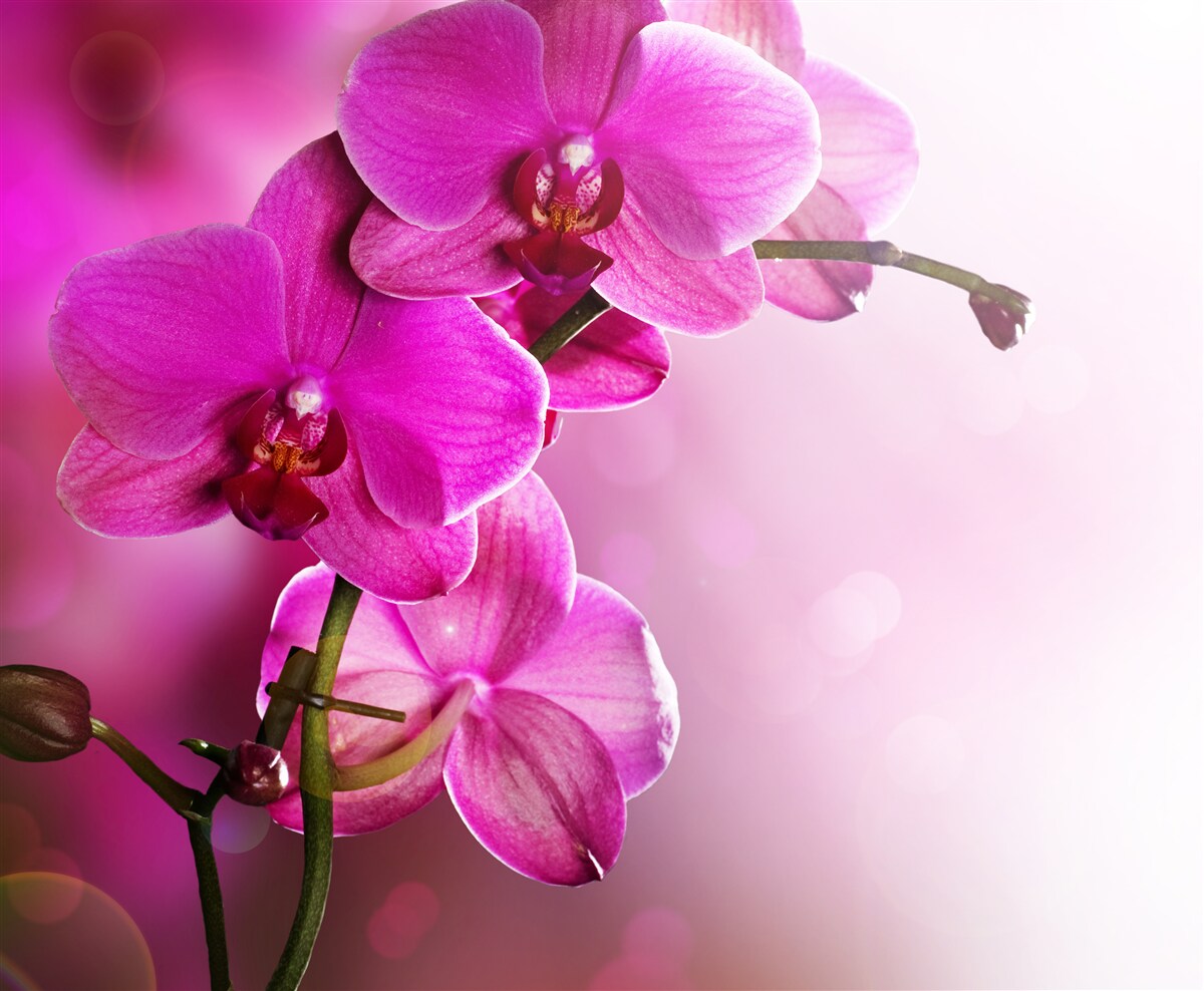 Fototapeten Der anmutige Zweig der lila Orchidee in der Sonne