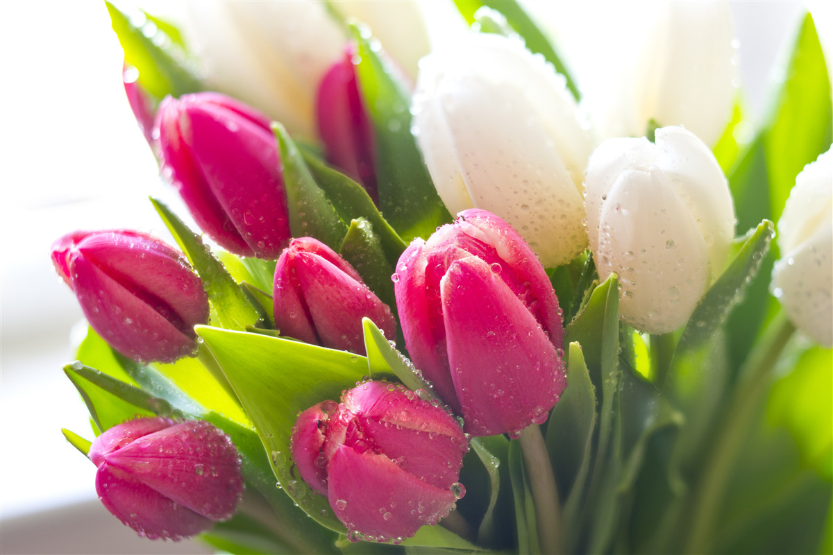 Fototapeten Zusammensetzung von weißen und Lavendel -Tulpen, die mit Tau bedeckt sind