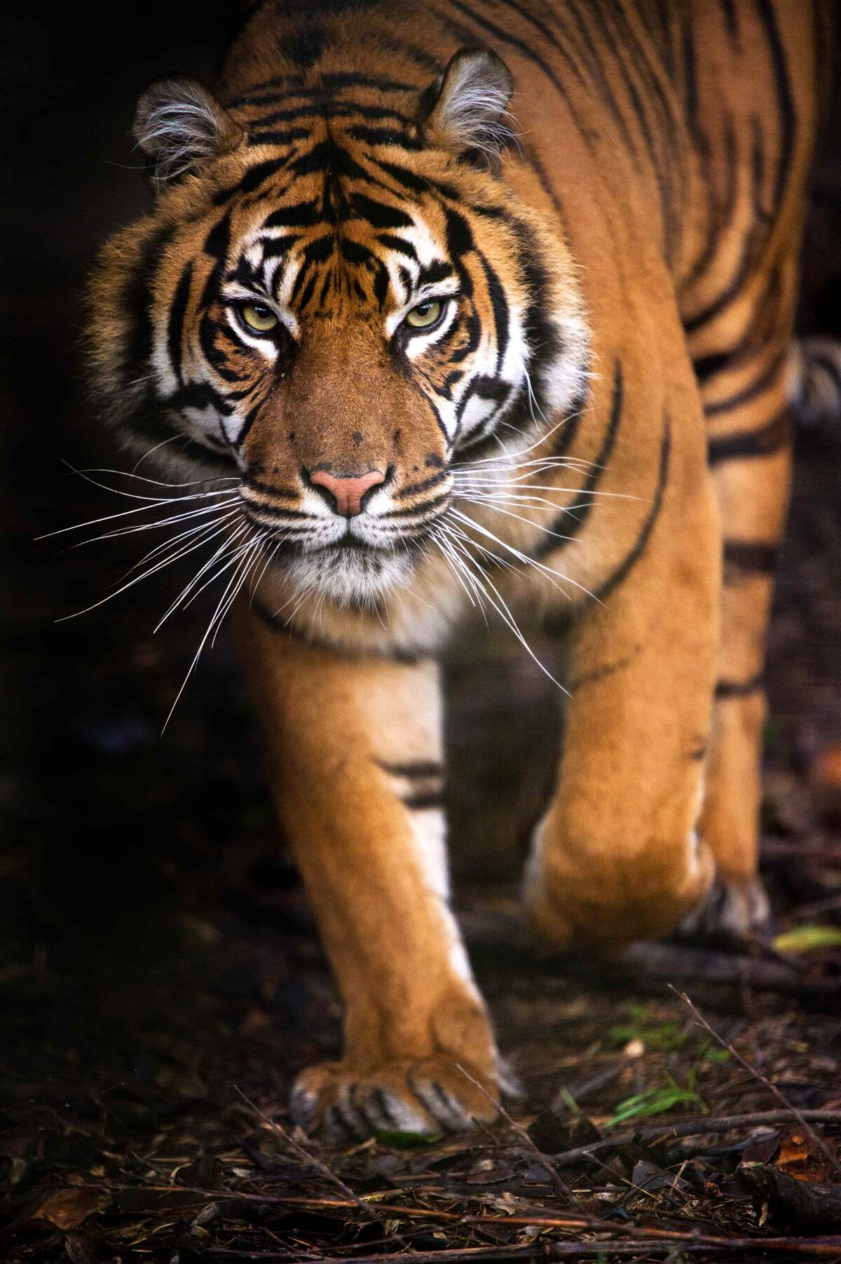 Fototapeten Ein erwachsener Tiger am Finger