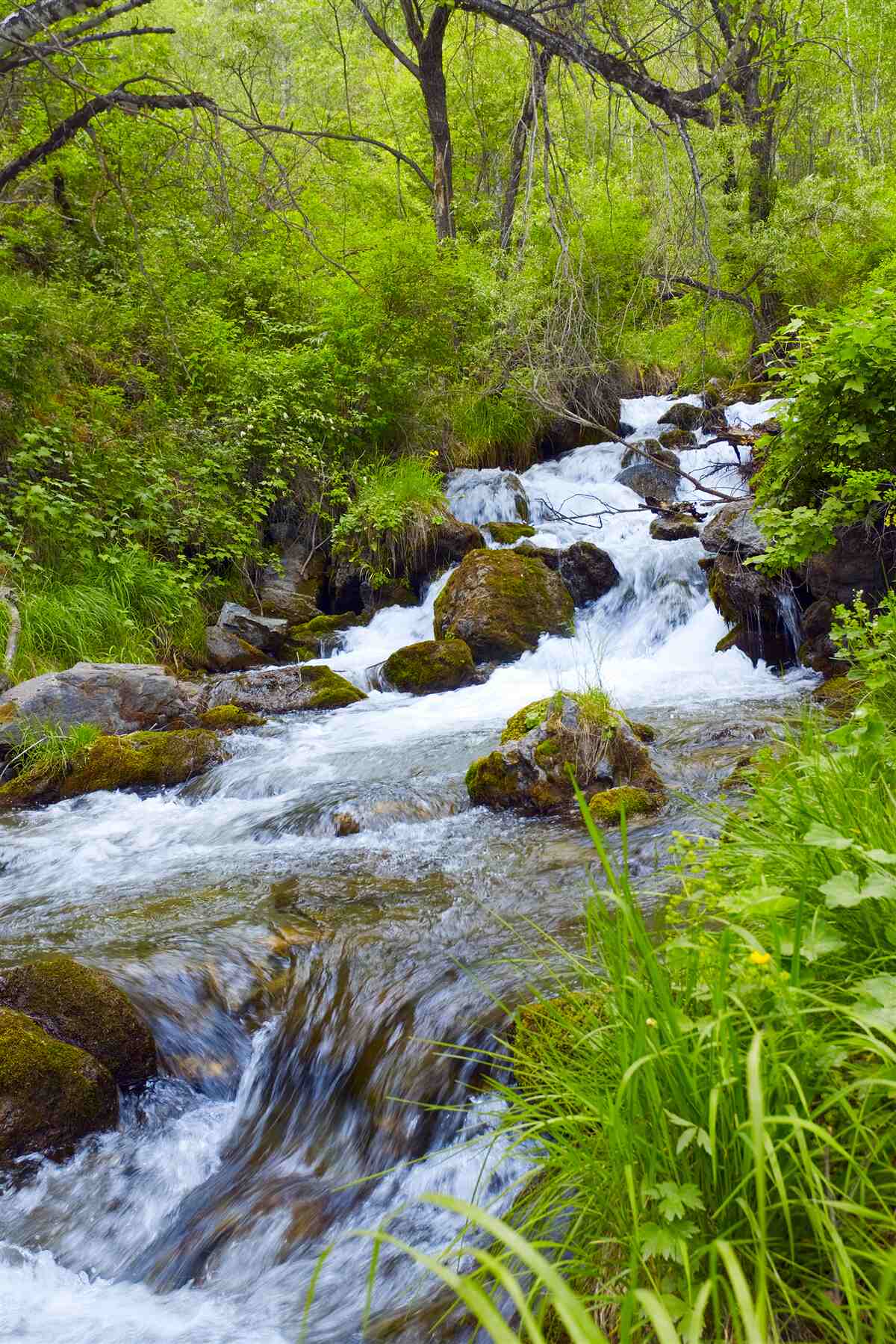 Fototapeten Turbulente Bäche des Mountain Forest River