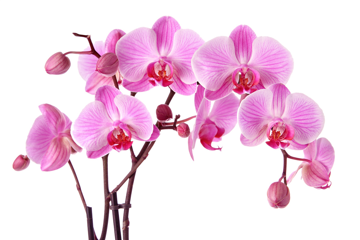 Fototapeten Pink Lily auf einem Zweig auf einem weißen Hintergrund