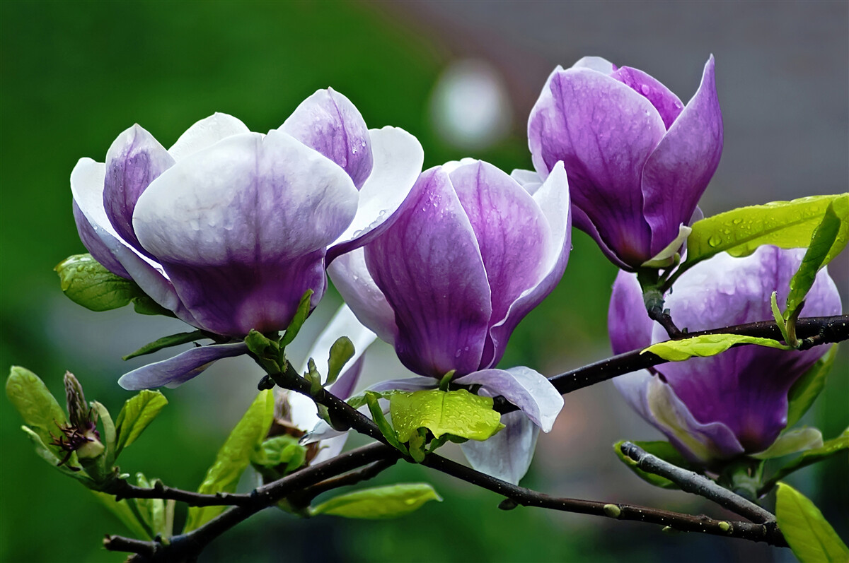 Fototapeten Blumen an Smaragdstämmen anmutig