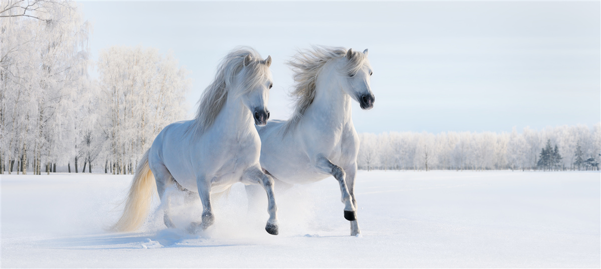 Fototapeten Zwei Pferde galoppieren den Schnee