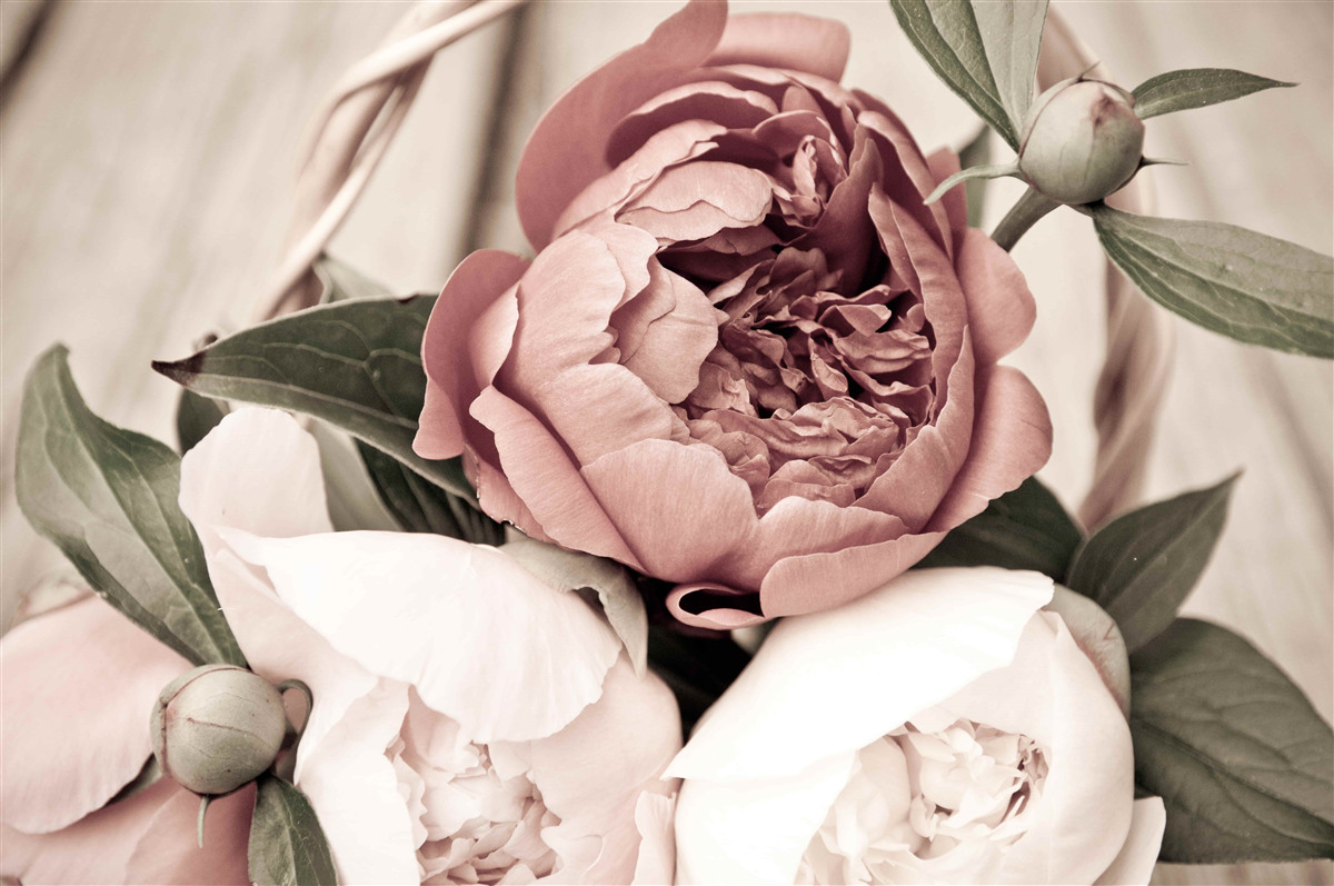 Fototapeten Eine zarte Rose mit üppigen Blütenblättern, die Pfingstrosen ähneln