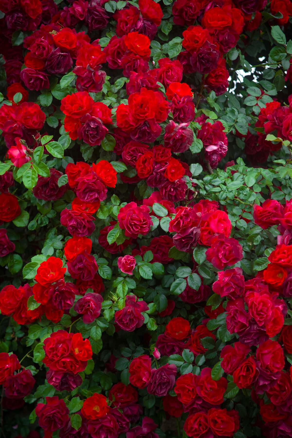 Fototapeten Scarlet Rose Strauch