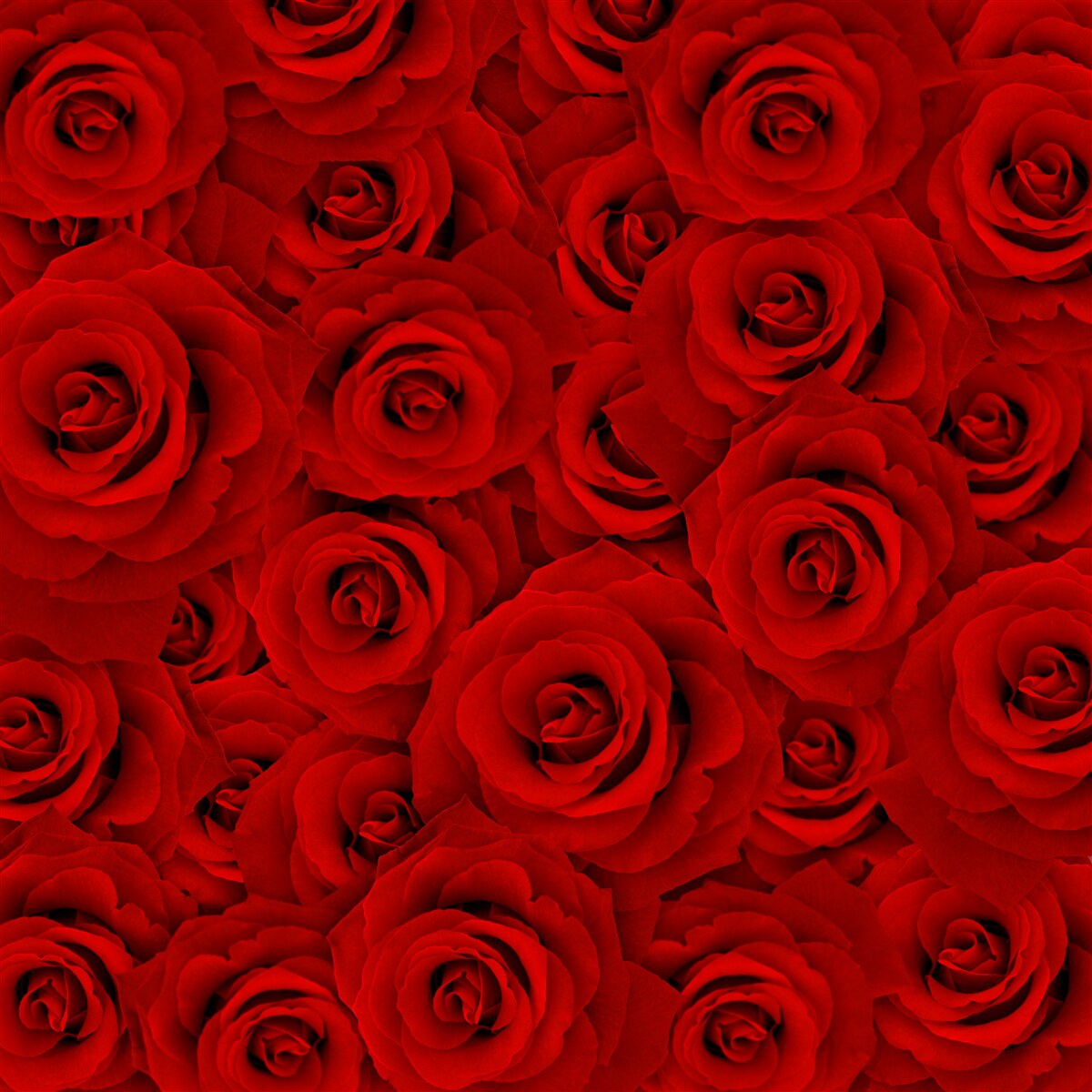Fototapeten Viele rote Rosen