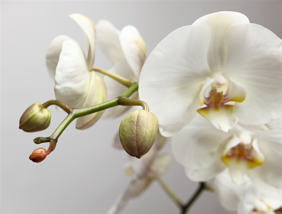 Fototapeten Ein Zweig einer weißen Orchidee mit blühenden Blüten und ungewaschenen Knospen