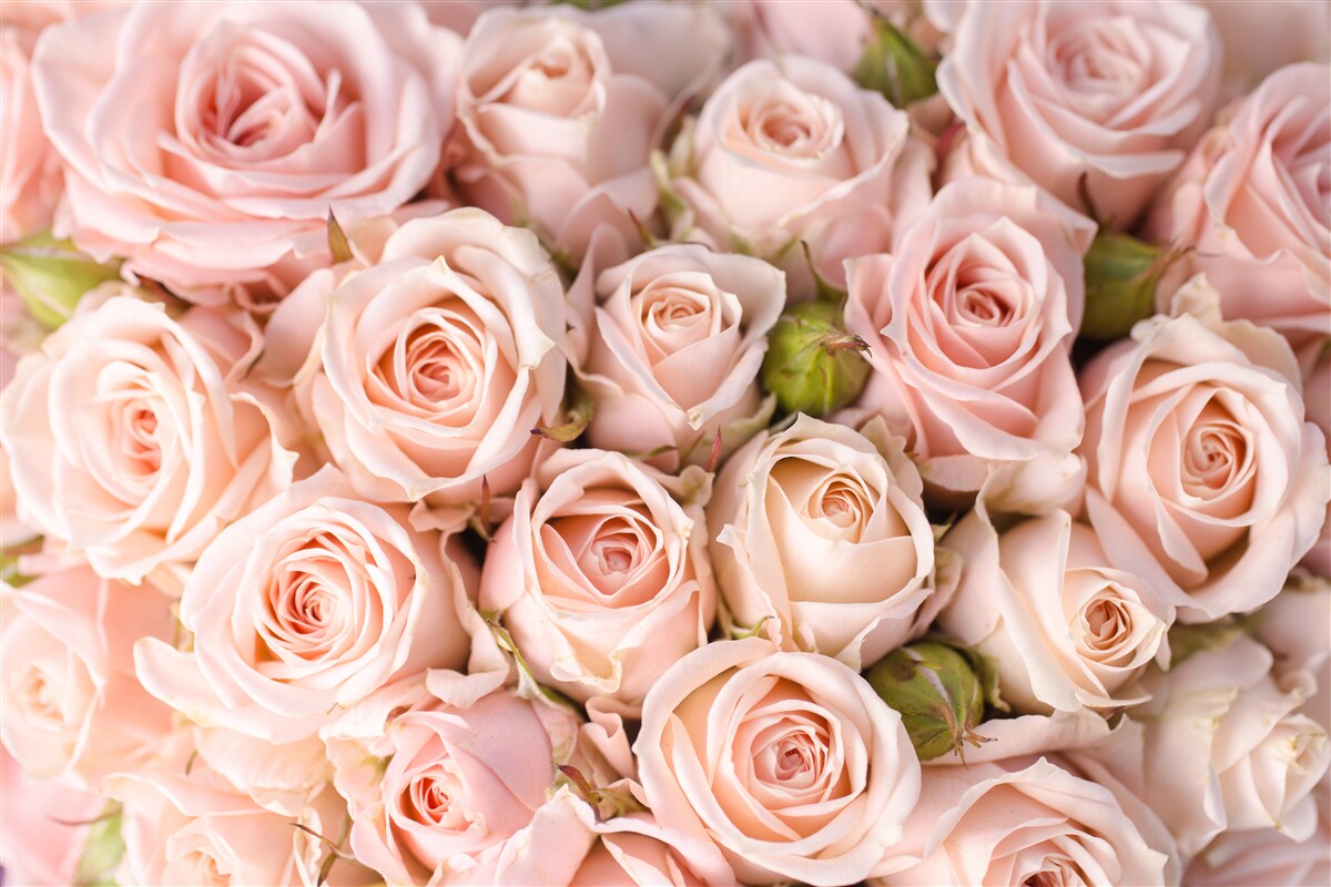 Fototapeten Zusammensetzung von zarten rosa Rosen