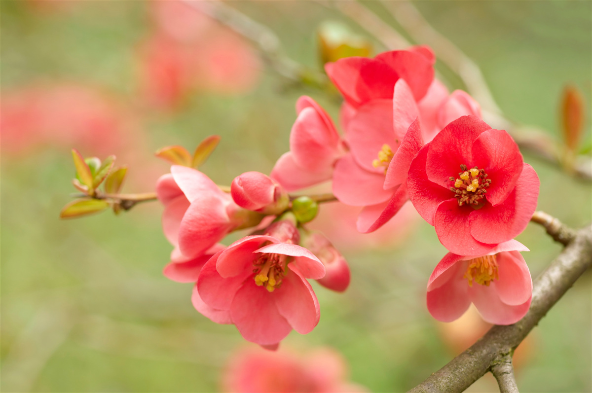 Fototapeten Scharlachrote Blumen am Baum