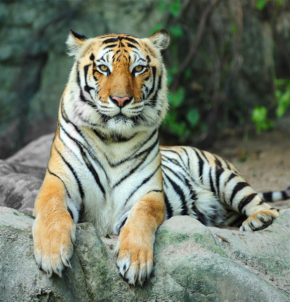Fototapeten Tiger posiert auf dem Felsen