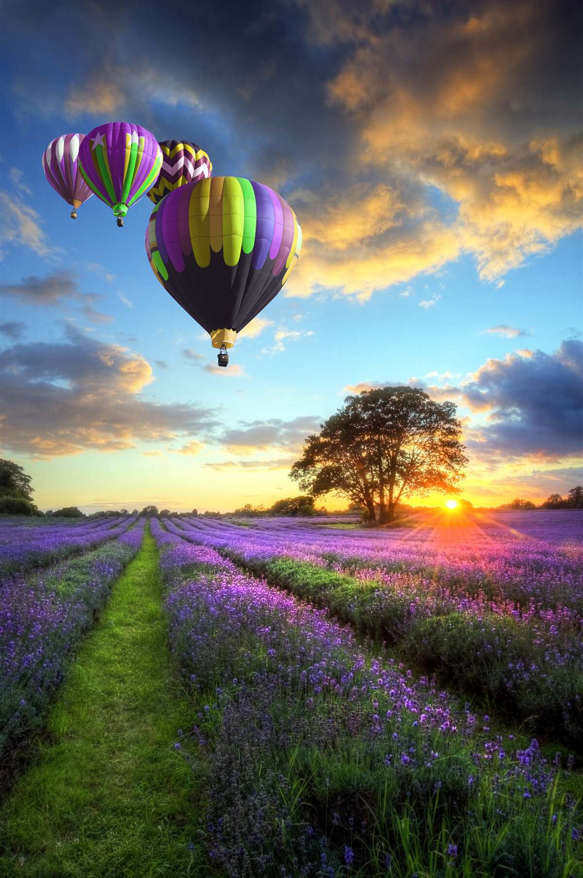Fototapeten Heller Ballon für beheizte Luft, die über dem Feld Lavendel schweben