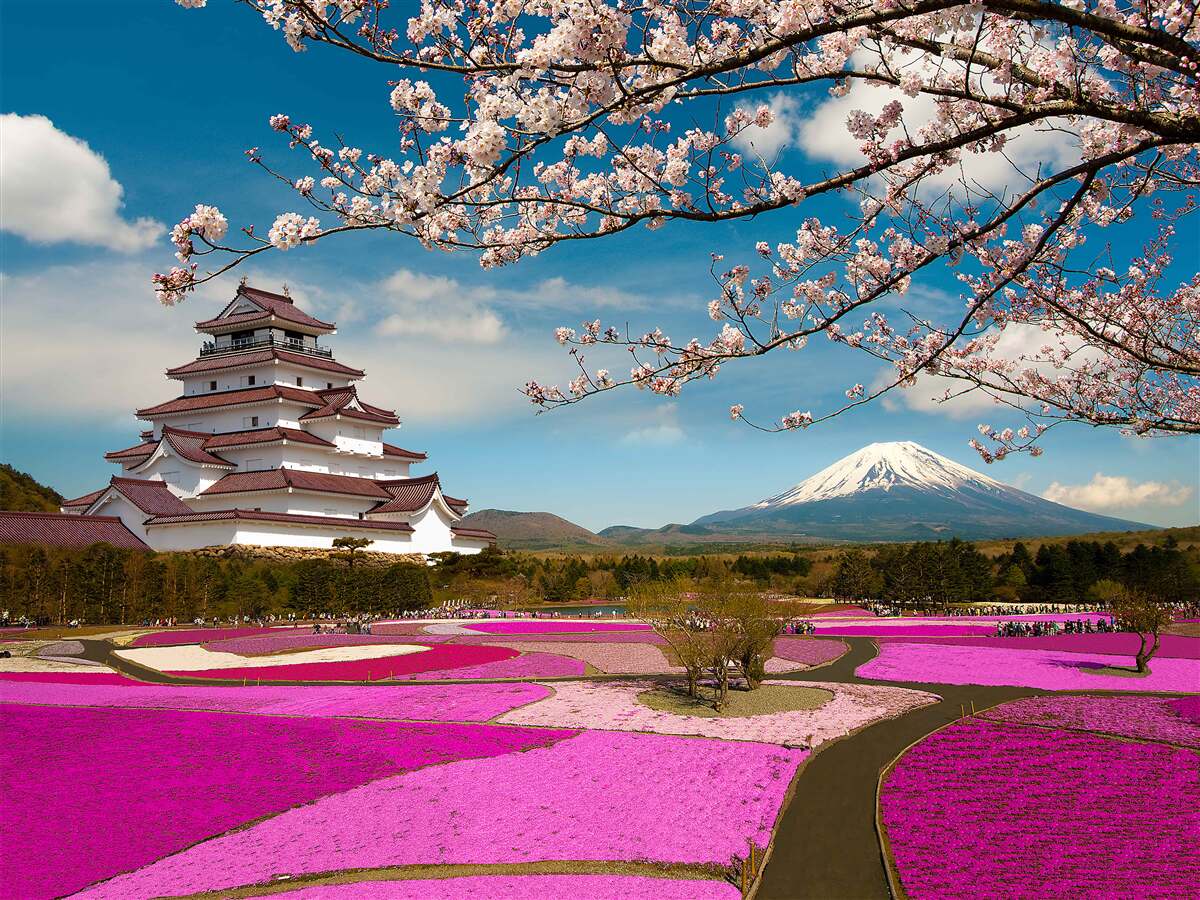 Fototapeten In der Nähe des japanischen Hauses gibt es üppige Tulpengärten