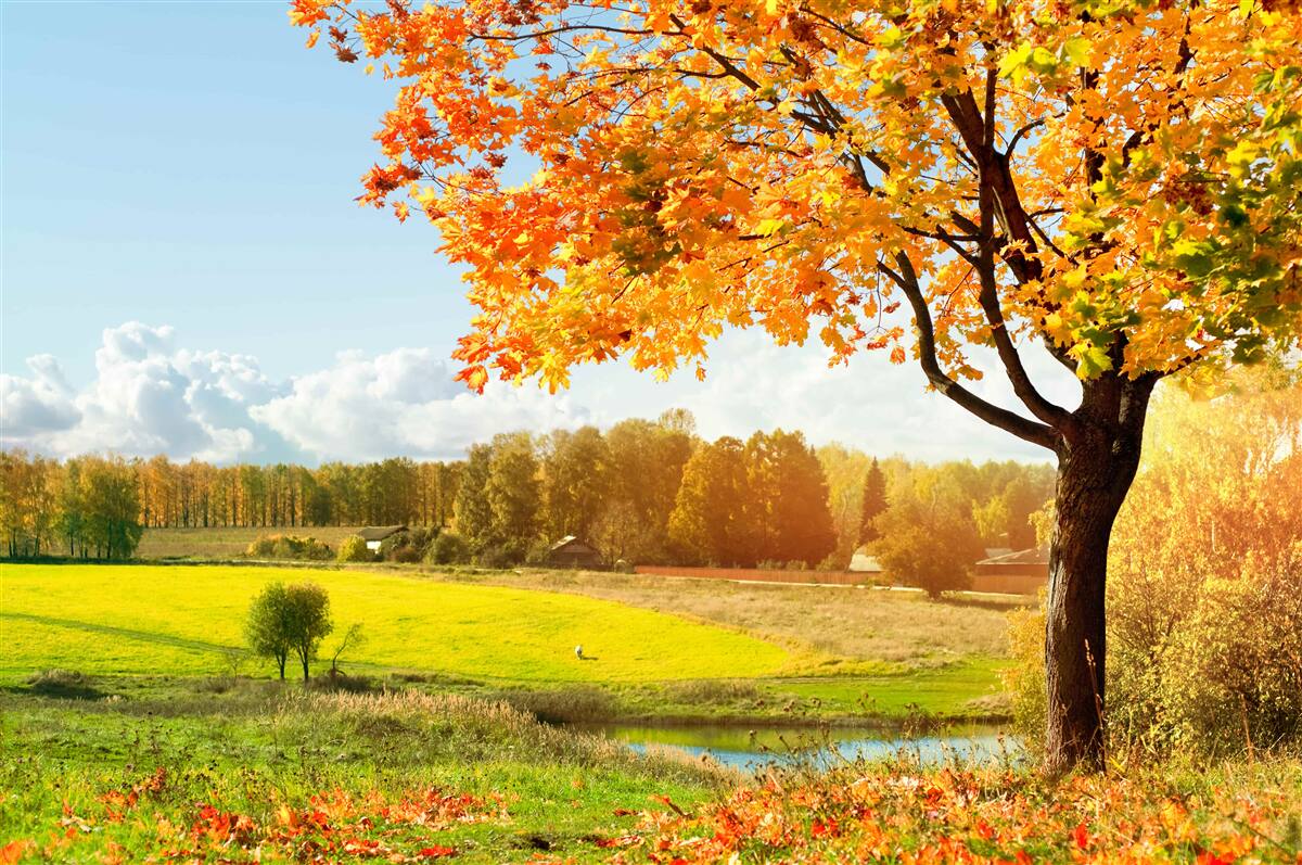 Fototapeten heller Herbsttag, in goldener Schönheit ausgehüllt