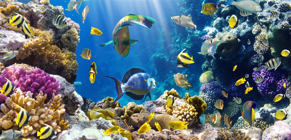 Fototapeten helle Fische und Unterwasseranlagen