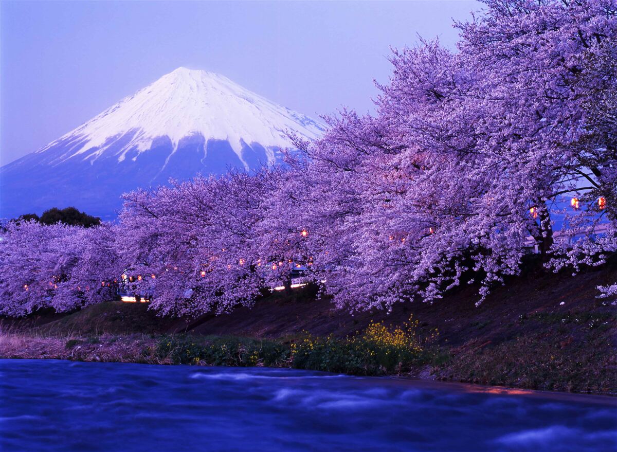 Fototapeten Bäume mit blühenden lila Blüten vor dem Hintergrund des Fuji -Berges