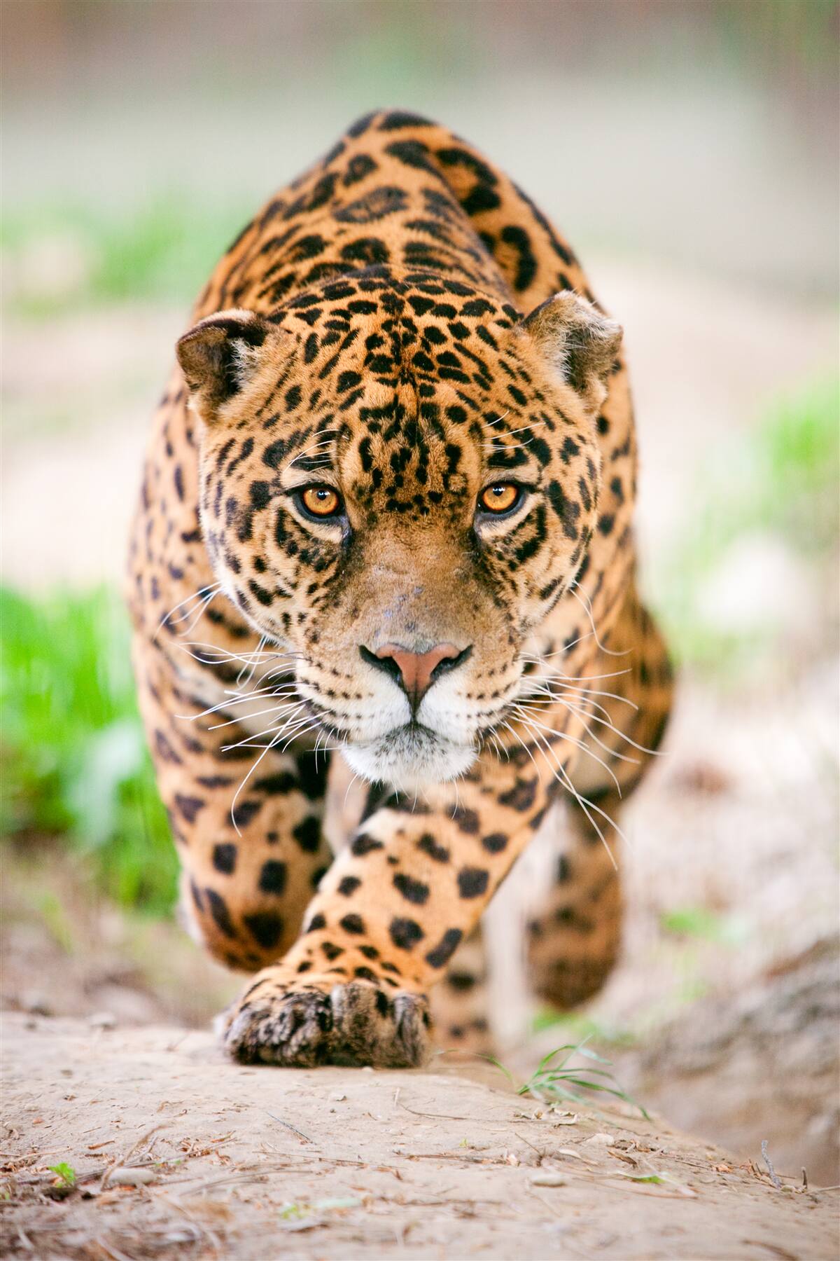 Fototapeten Löschte Leopard mit bernsteinfarbenen Augen
