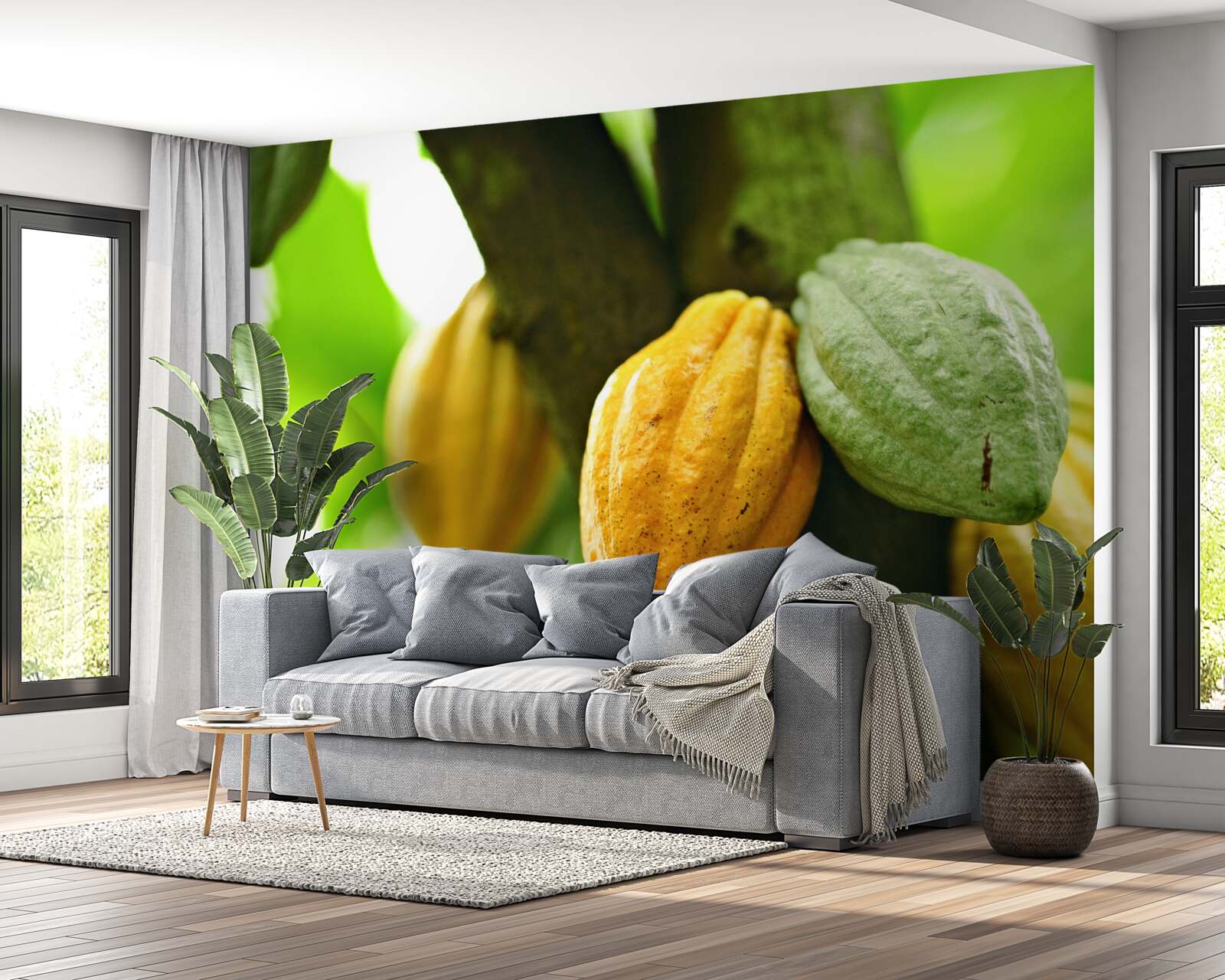 Fototapeten Reife Kakaobohnen am Baum