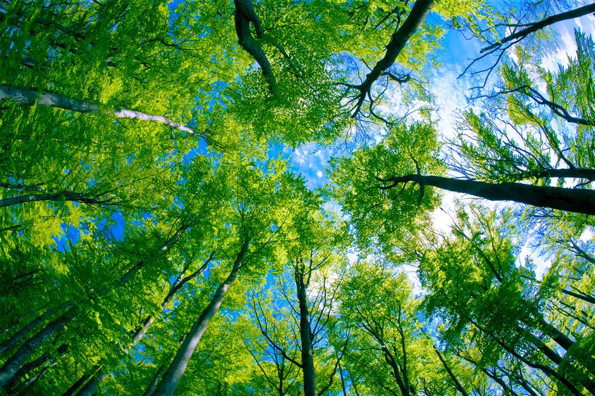 Fototapeten Smaragdwald mit einem blauen Himmel im Hintergrund