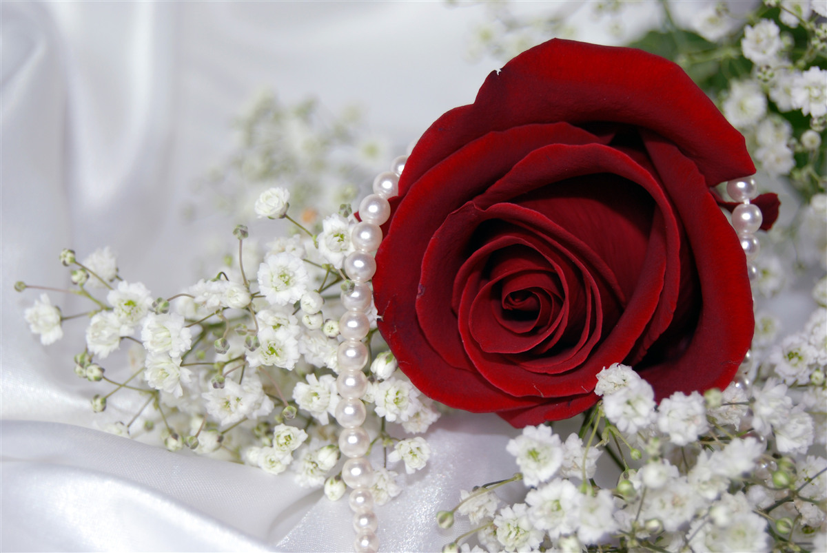 Fototapeten Es gibt weiße getrocknete Blumen und eine rote Rose auf Seide