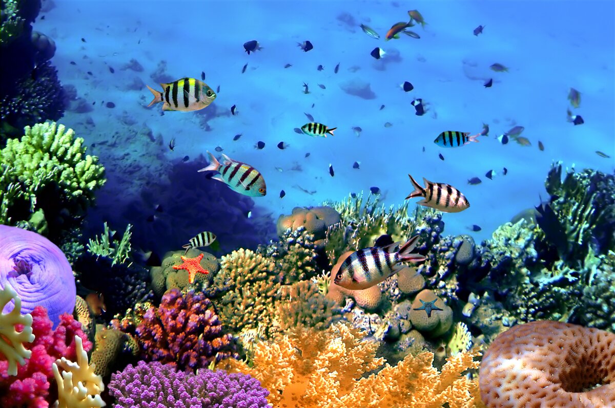 Fototapeten gestreifte Fische in den Tiefen des Ozeans