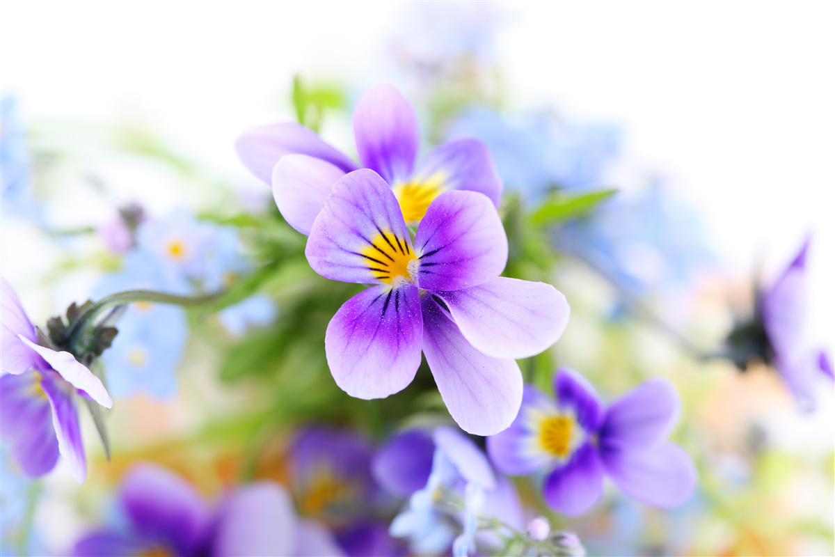 Fototapeten An einem hellen Tag leicht blaue Blumen