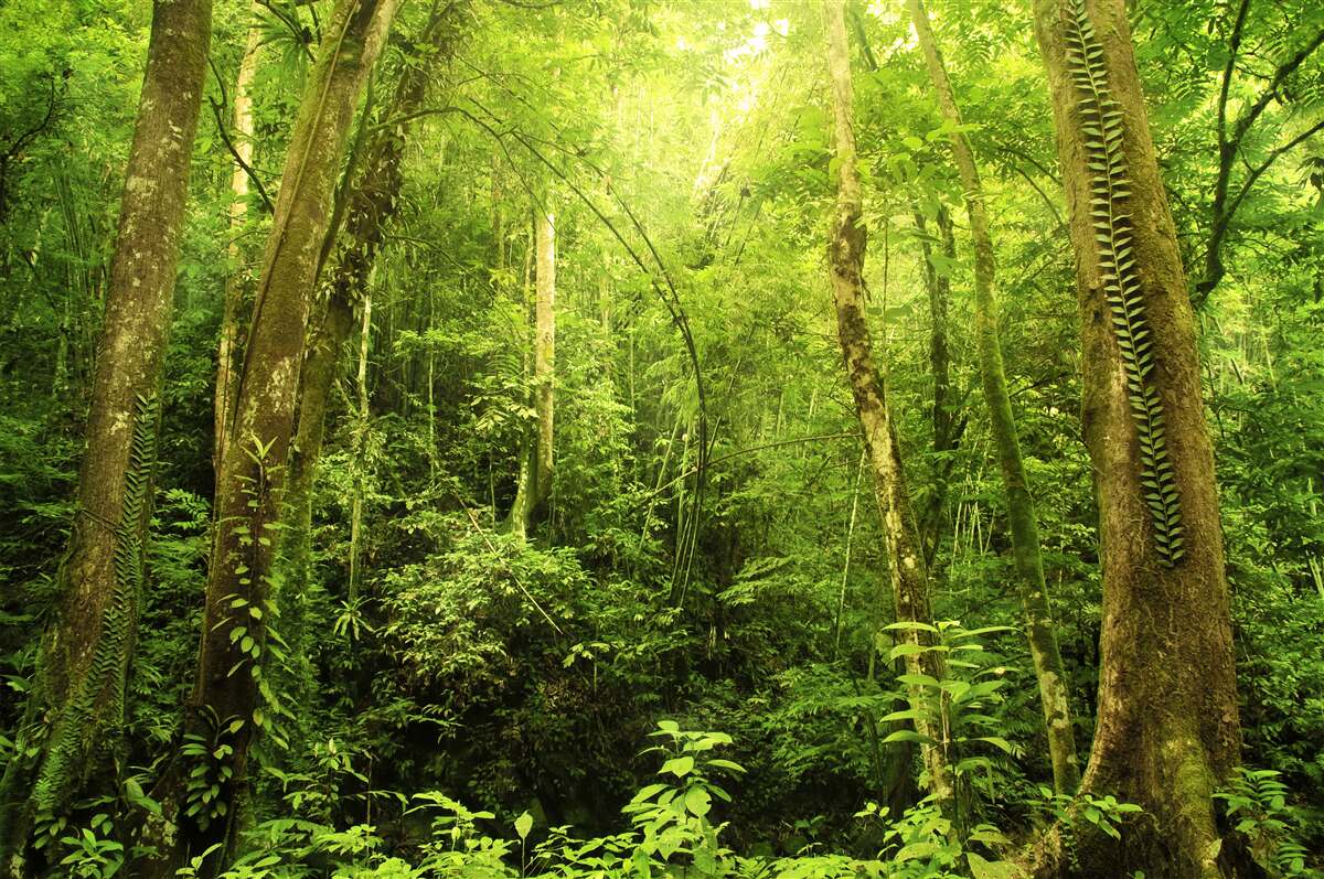 Fototapeten Die Sonnenstrahlen brechen durch einen dicken grünen Wald