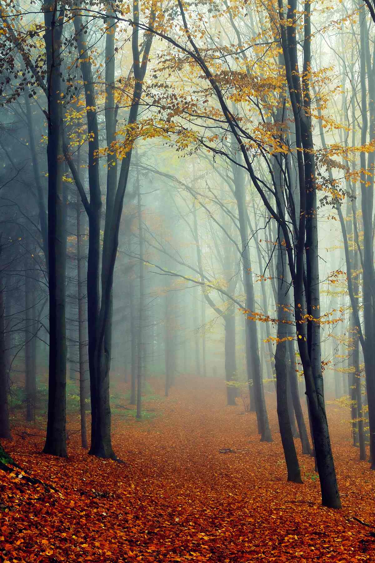 Fototapeten Herbstwald mit Nebel bedeckt