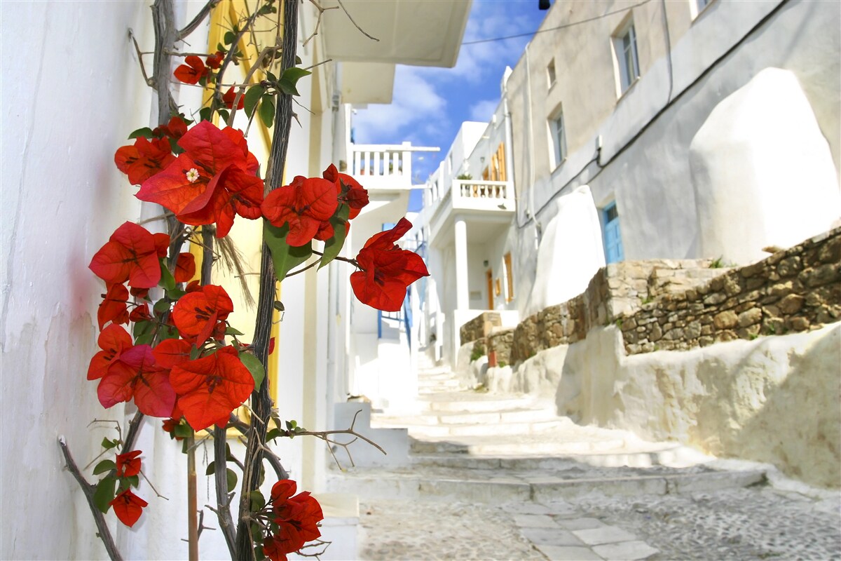 Fototapeten Scharlachrote Blumen an hellen Stadtmauern