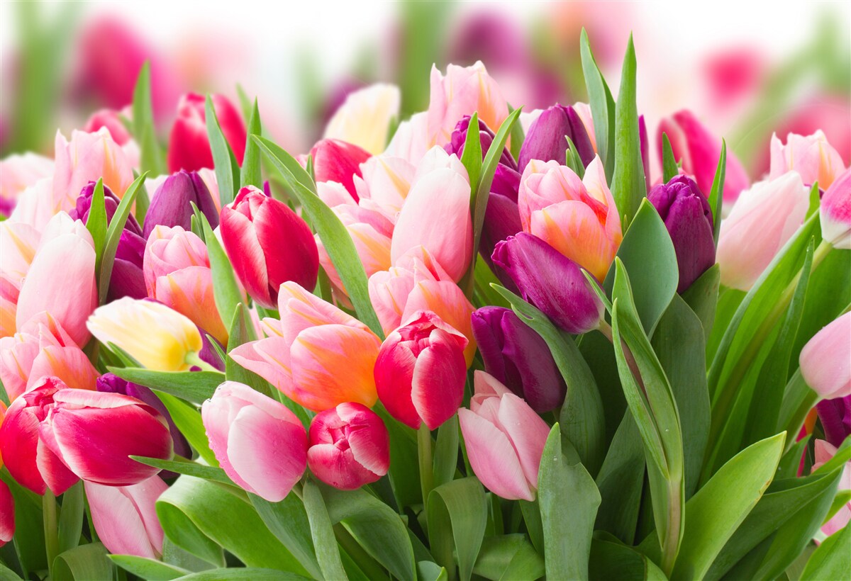 Fototapeten Helle Feder -Tulpen mit grünen Blättern