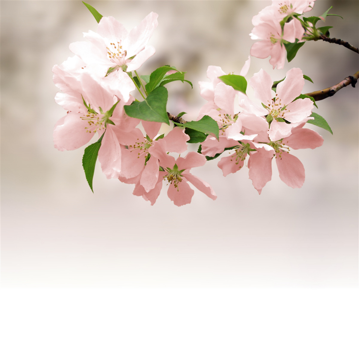 Fototapeten Sakura rosa Blumen