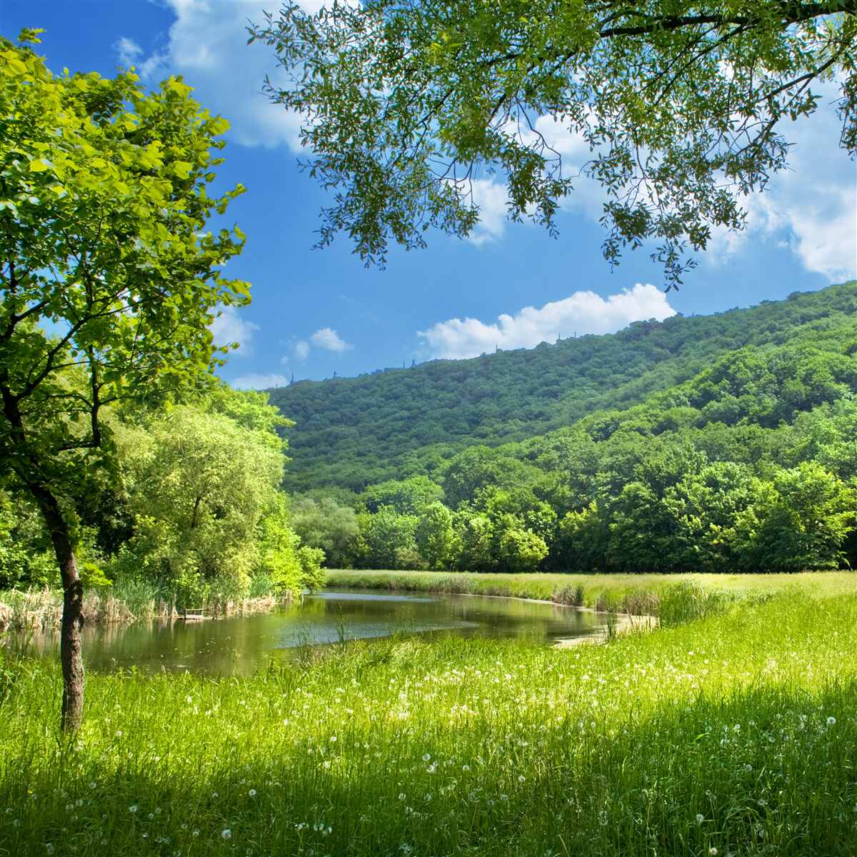 Fototapeten Sommerzeit in Bergwäldern
