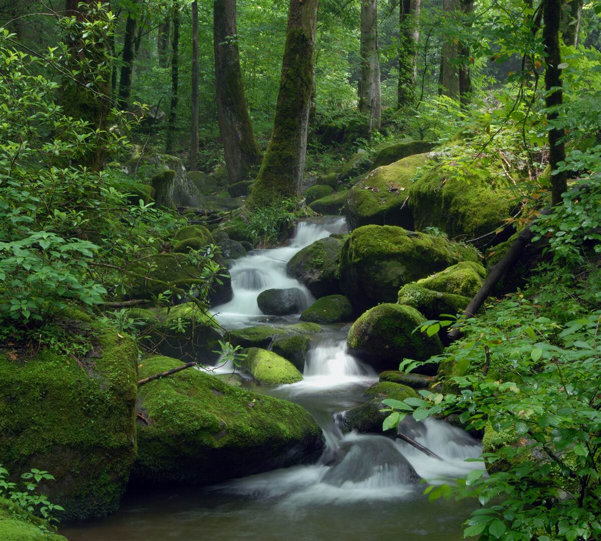 Fototapeten Ein kleiner Bach im dicken Grün des Waldes