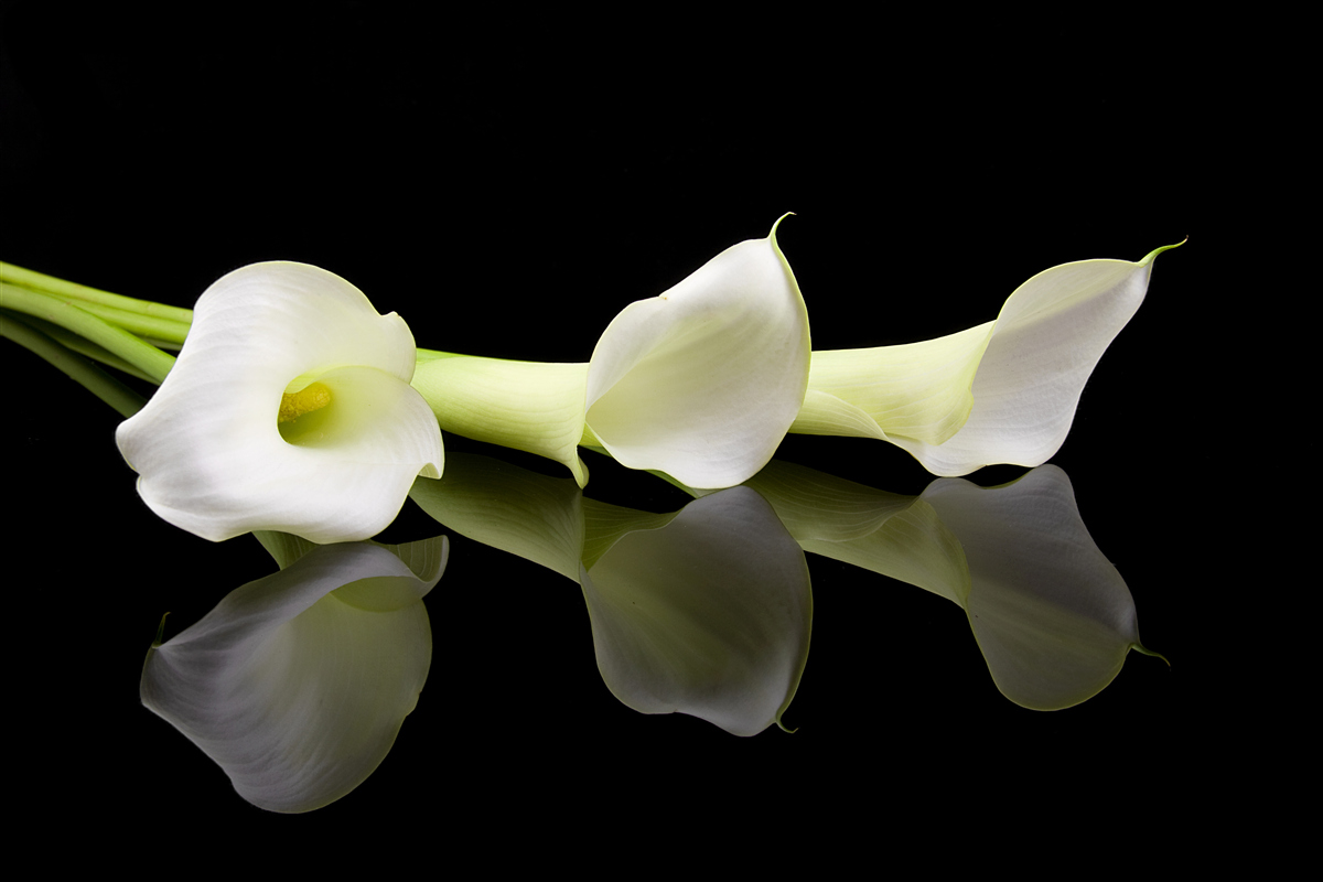Fototapeten Lilien von Kalia, die sich im Wasser widerspiegeln