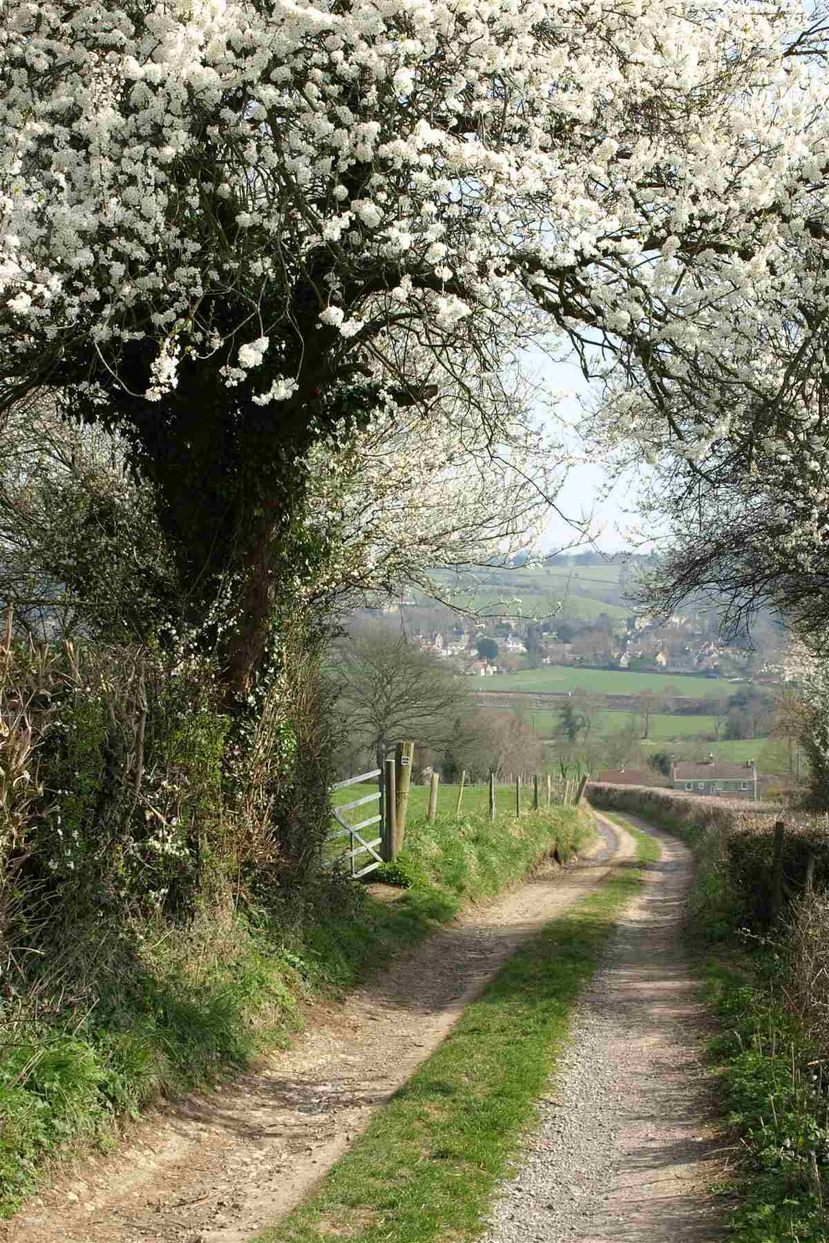 Fototapeten ländliche Straße
