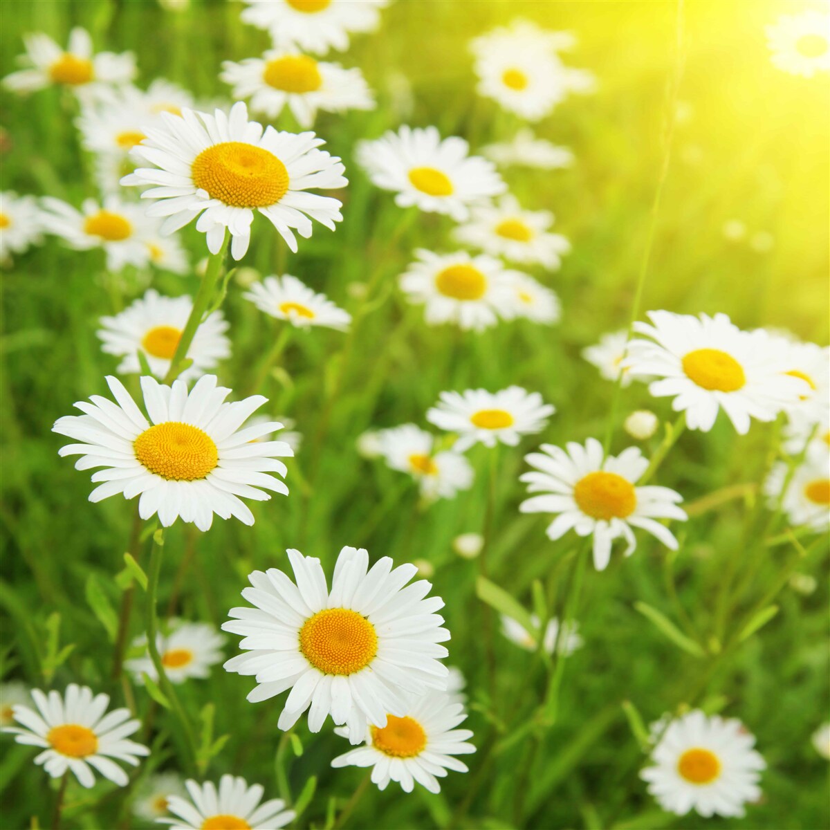 Fototapeten Felder mit weißen Gänseblümchen