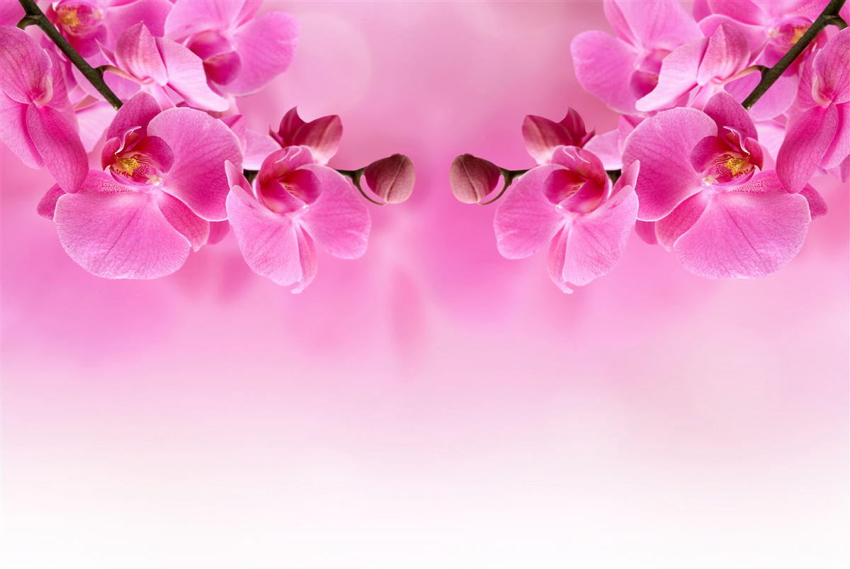 Fototapeten Zweige der rosa Orchidee auf einem hellen Hintergrund