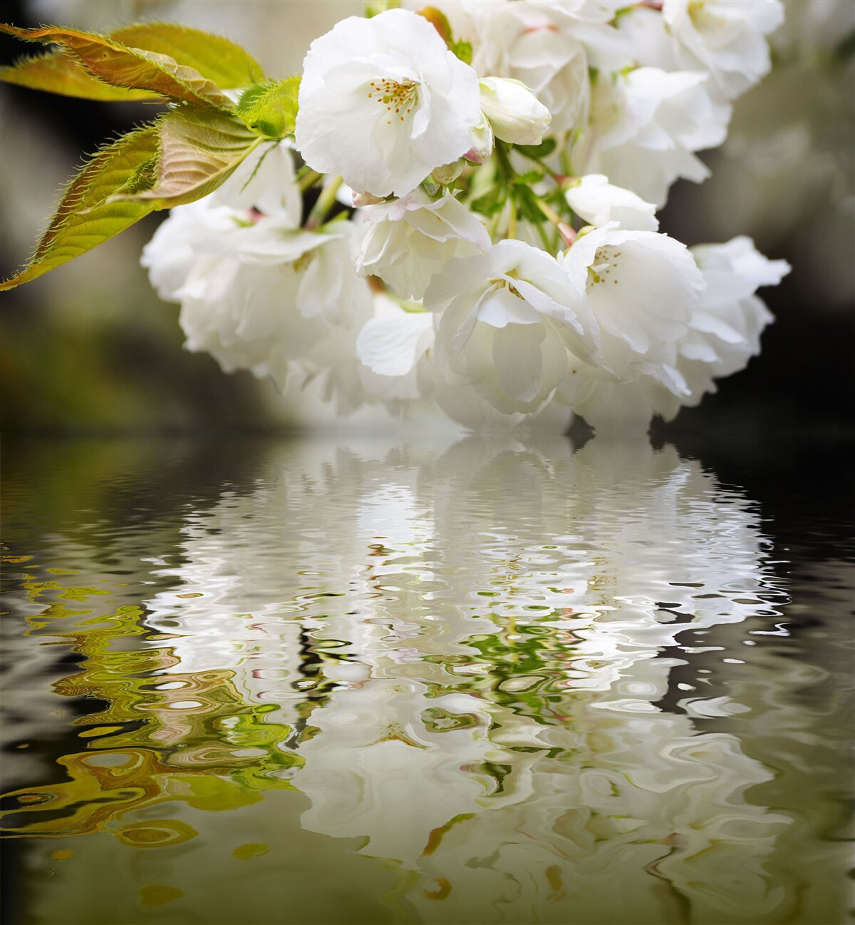 Fototapeten Sakura Blumen in weißen Schatten beugen sich über der Oberfläche des Wassers