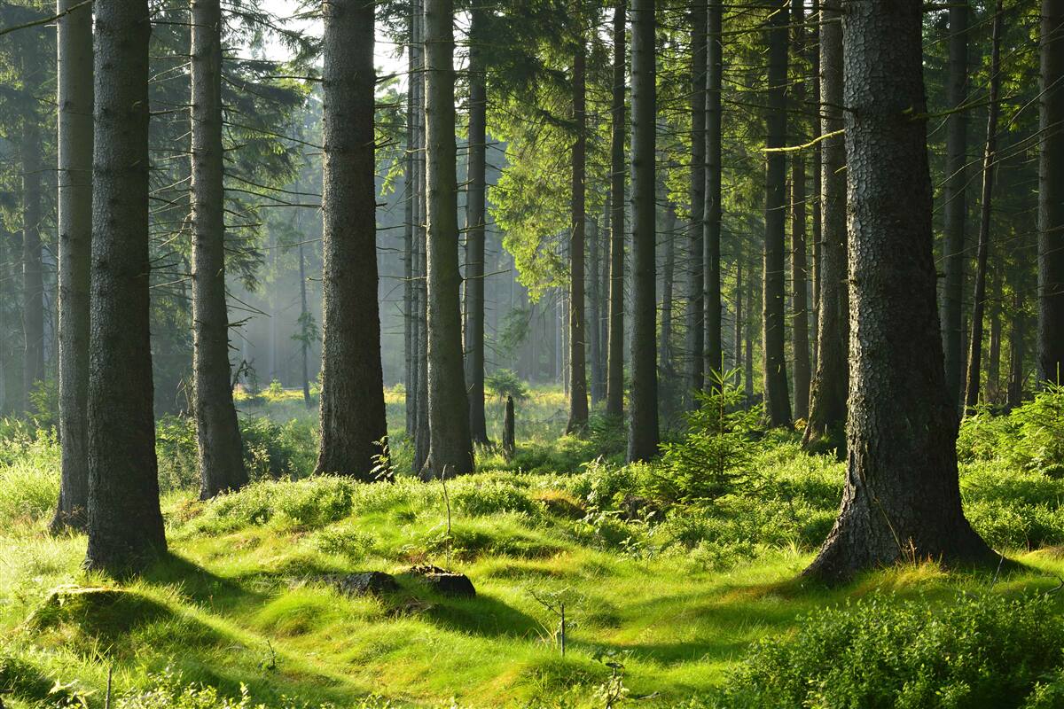 Fototapeten Hohe alte Bäume und grüner Moos