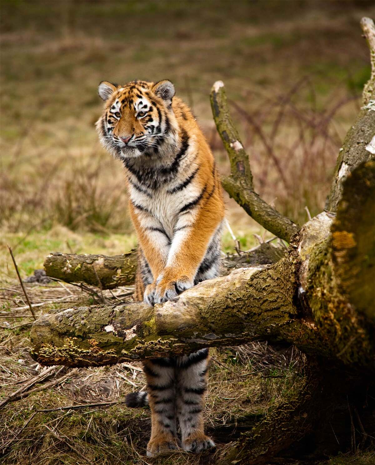 Fototapeten Der Tiger sitzt auf dem Zweig und wartet auf das Opfer