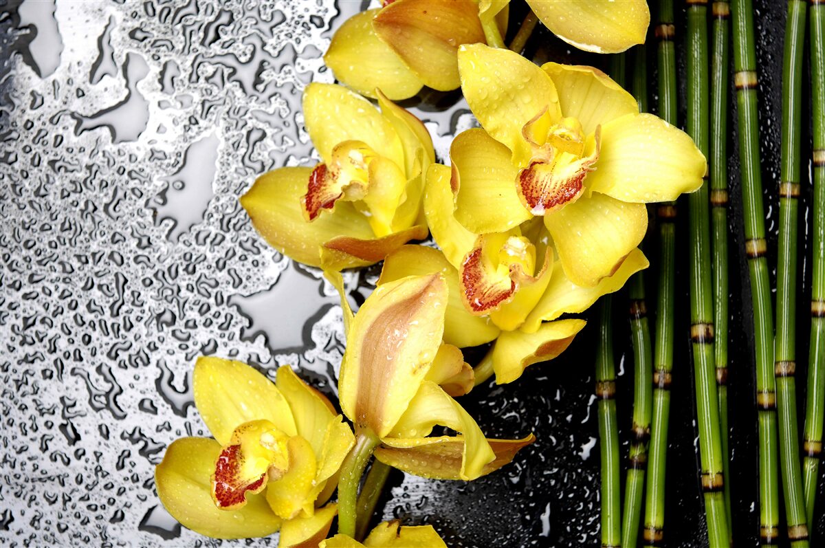 Fototapeten Die gelbe Orchidee befindet sich am Stein neben dem Bambus