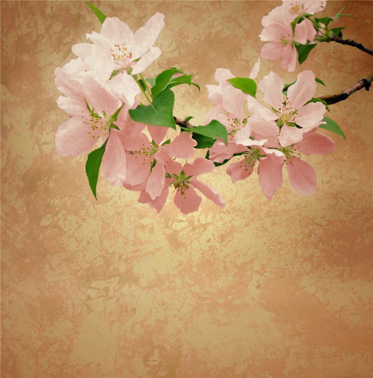 Fototapeten Junge zarte Sakura -Blumen