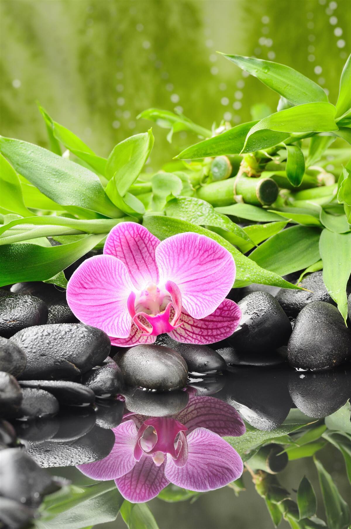 Fototapeten Orchidee anmutig auf einen dunklen Stein in der Nähe des Wassers gelegt