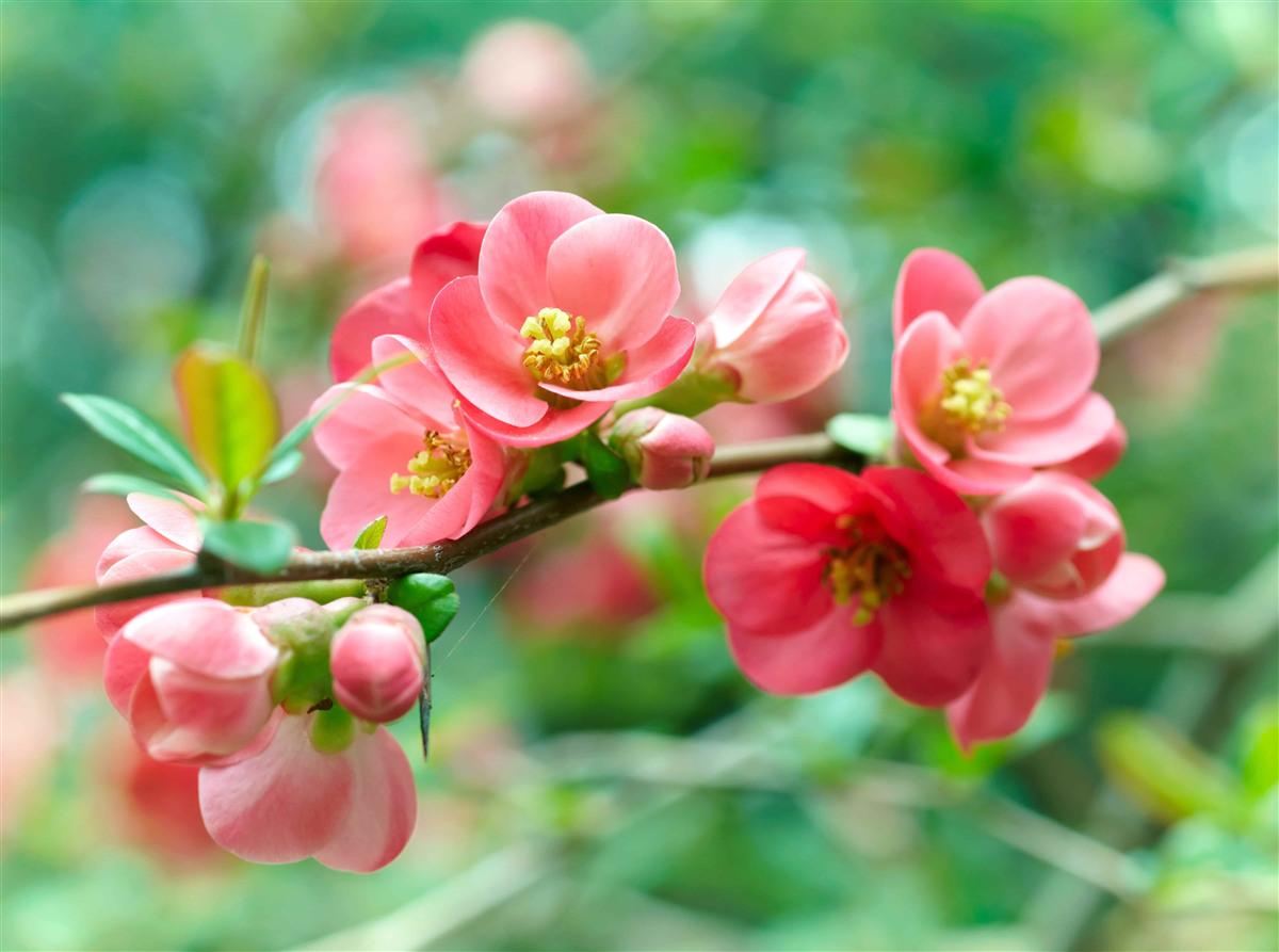 Fototapeten Rote Obstbäume Blumen