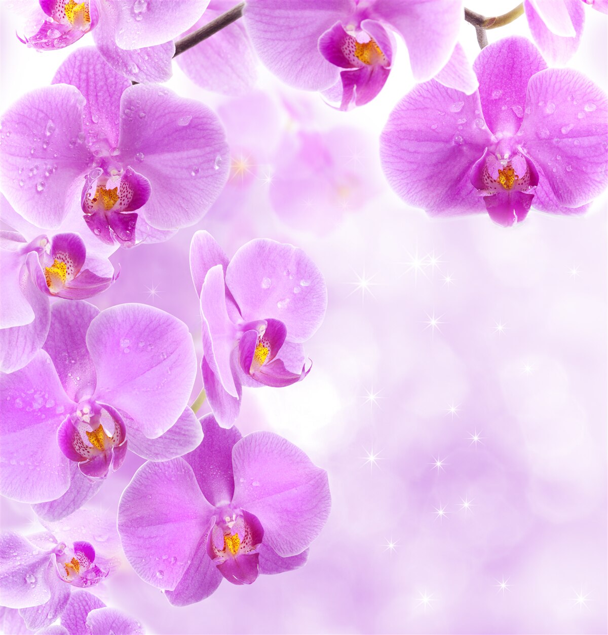 Fototapeten Große lila Orchideen, die auf den Zweigen blühten