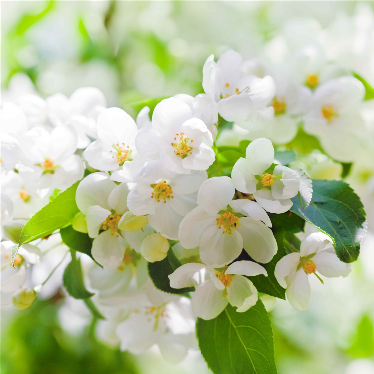 Fototapeten Jasminblüten mit einem angenehmen Aroma