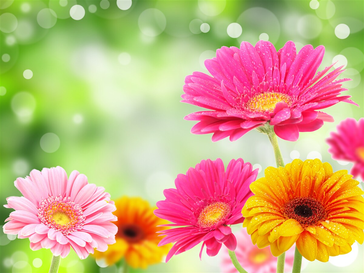 Fototapeten Gerberas glänzt unter Regentropfen